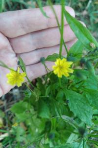 <i>Lapsana communis</i>