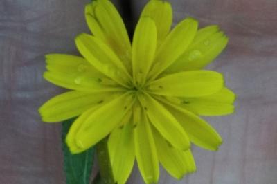 <i>Lapsana communis</i>