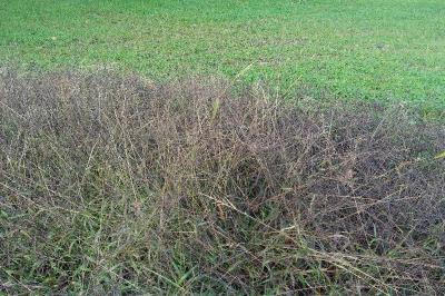 <i>Digitaria sanguinalis</i>