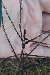 <i>Digitaria sanguinalis</i>