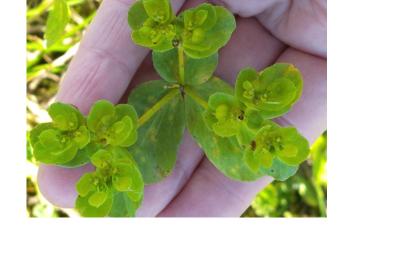 <i>Euphorbia helioscopia</i>