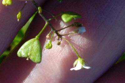 <i>Capsella bursa-pastoris</i>