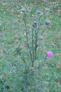 <i>Cirsium vulgare</i>