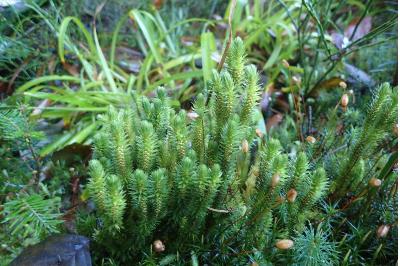 <i>Huperzia selago</i>