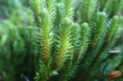 <i>Huperzia selago</i>