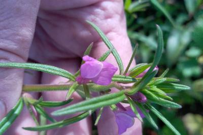 <i>Misopates orontium</i>