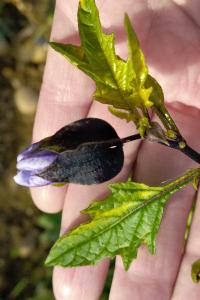 <i>Nicandra physalodes</i>