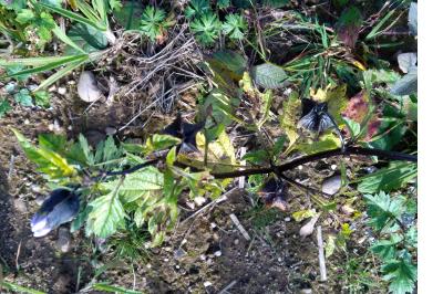<i>Nicandra physalodes</i>
