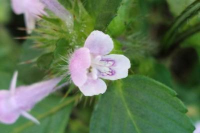 <i>Galeopsis tetrahit</i>