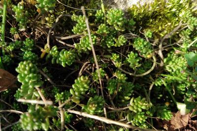 <i>Sedum album</i>