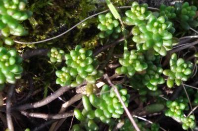 <i>Sedum album</i>