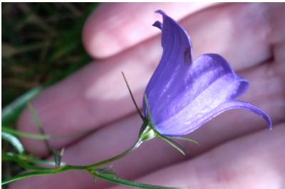 <i>Campanula</i>