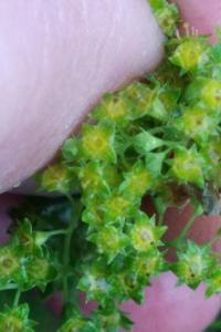 <i>Alchemilla</i>