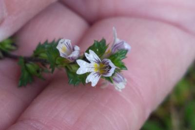 <i>Euphrasia</i>