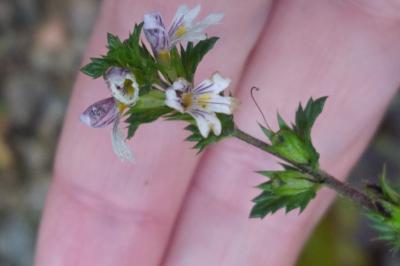 <i>Euphrasia</i>