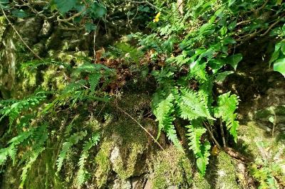 <i>Polypodium vulgare</i>