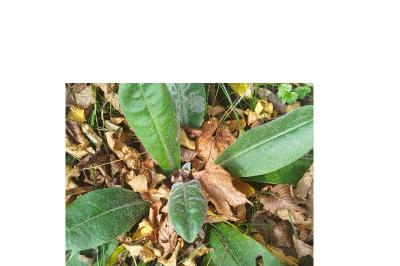 <i>Pulmonaria officinalis</i>