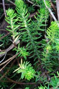 <i>Petrosedum rupestre</i>