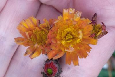 <i>Pilosella aurantiaca</i>