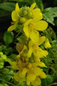 <i>Verbascum thapsus</i>