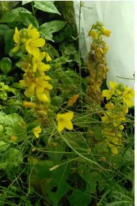 <i>Verbascum thapsus</i>