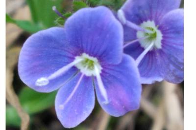 <i>Veronica chamaedrys</i>