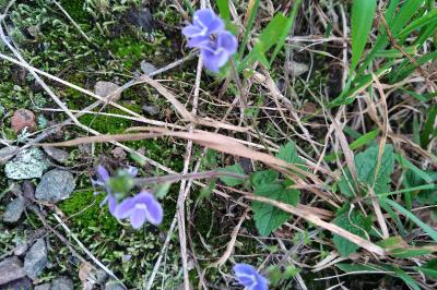 <i>Veronica chamaedrys</i>