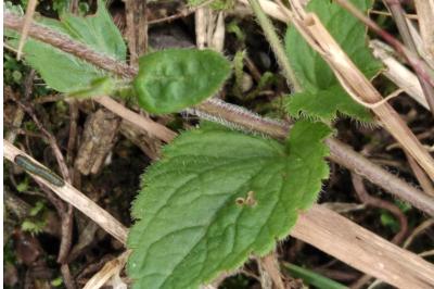 <i>Veronica chamaedrys</i>