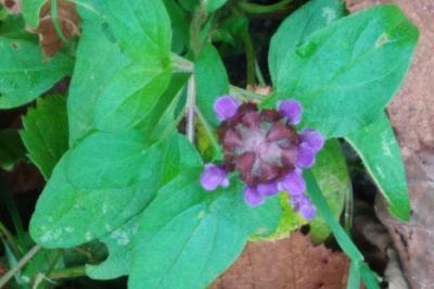 <i>Prunella vulgaris</i>