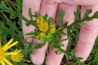 <i>Jacobaea vulgaris</i>