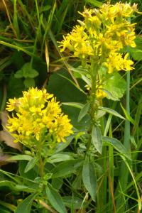<i>Solidago virgaurea</i>