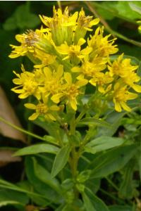 <i>Solidago virgaurea</i>