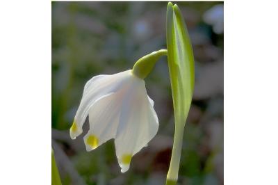 <i>Leucojum vernum</i>