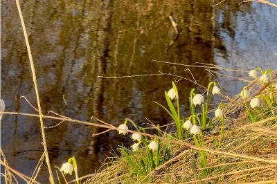 <i>Leucojum vernum</i>