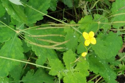 <i>Chelidonium majus</i>