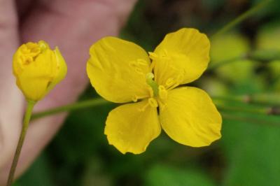 <i>Chelidonium majus</i>