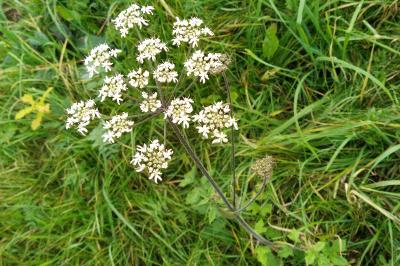 <i>Heracleum sphondylium</i>
