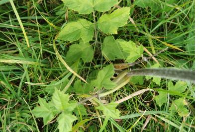 <i>Heracleum sphondylium</i>