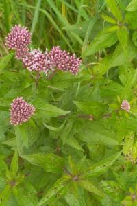 <i>Eupatorium cannabinum</i>