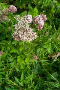 <i>Eupatorium cannabinum</i>