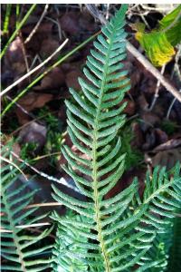 <i>Struthiopteris spicant</i>