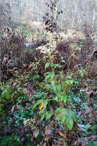 <i>Filipendula ulmaria</i>