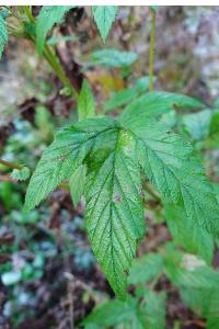 <i>Filipendula ulmaria</i>
