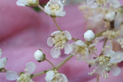 Filipendula ulmaria