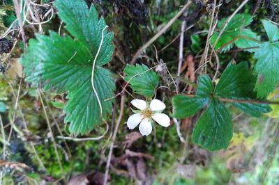 <i>Fragaria</i>