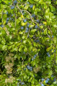 <i>Prunus spinosa</i>