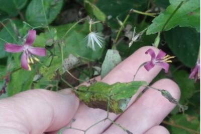 <i>Prenanthes purpurea</i>