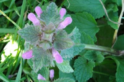 <i>Lamium purpureum</i>