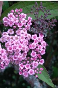 <i>Spiraea</i>