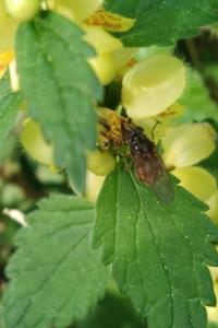 <i>Lamium galeobdolon</i>